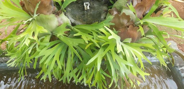 jardin_2.jpg