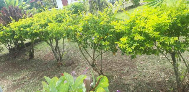 jardin_5.jpg