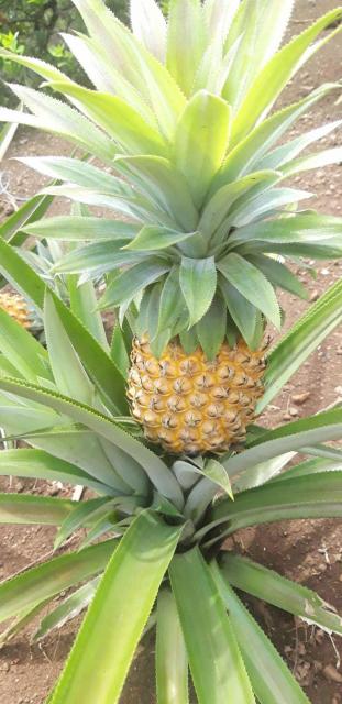 jardin_7.jpg